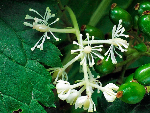 samorastlík klasnatý Actaea spicata L.