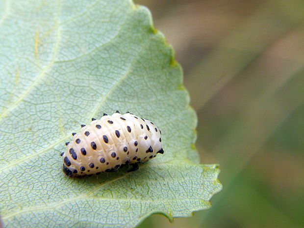 liskavka topolova-larva Chrysomela populi