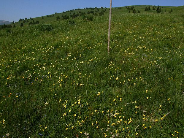 fialka žltá sudetská - biotop Viola lutea subsp. sudetica (Willd.) Nyman