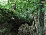 brezovník dubový - biotop