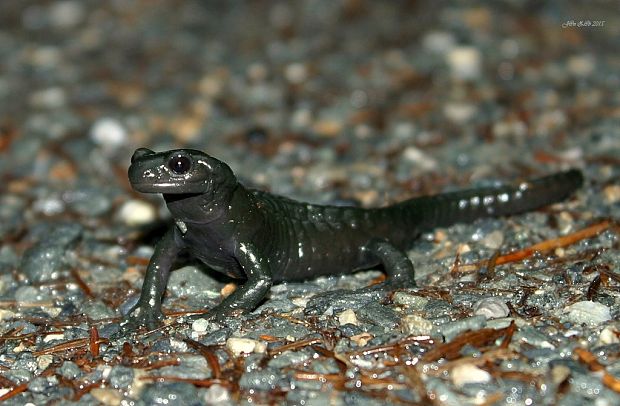 salamandra alpská - čierna Salamandra atra