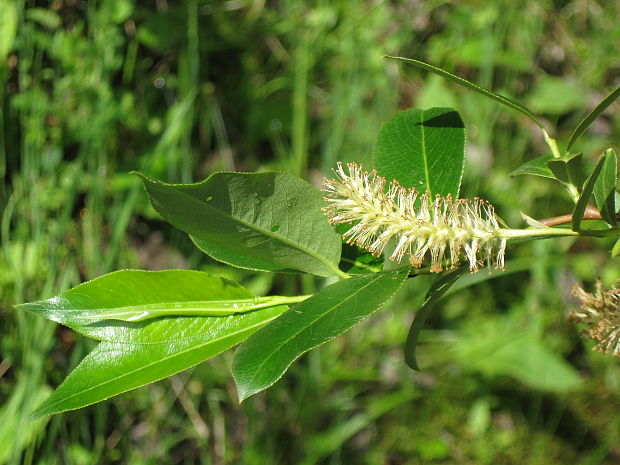 vŕba lykovcová  Salix daphnoides Vill.