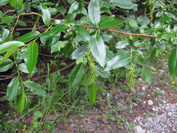 vŕba päťtyčinková Salix pentandra  L.
