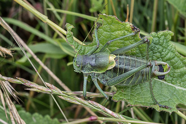 kobylka zúbkatá, samec Polysarcus denticauda