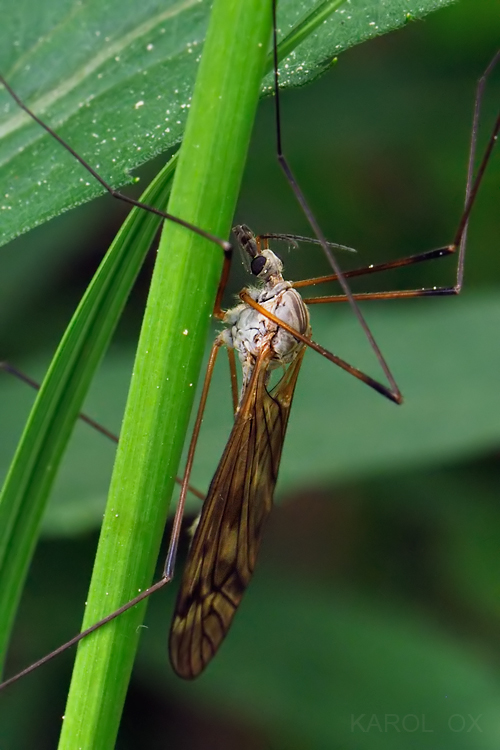 tipuľa Tipula scripta