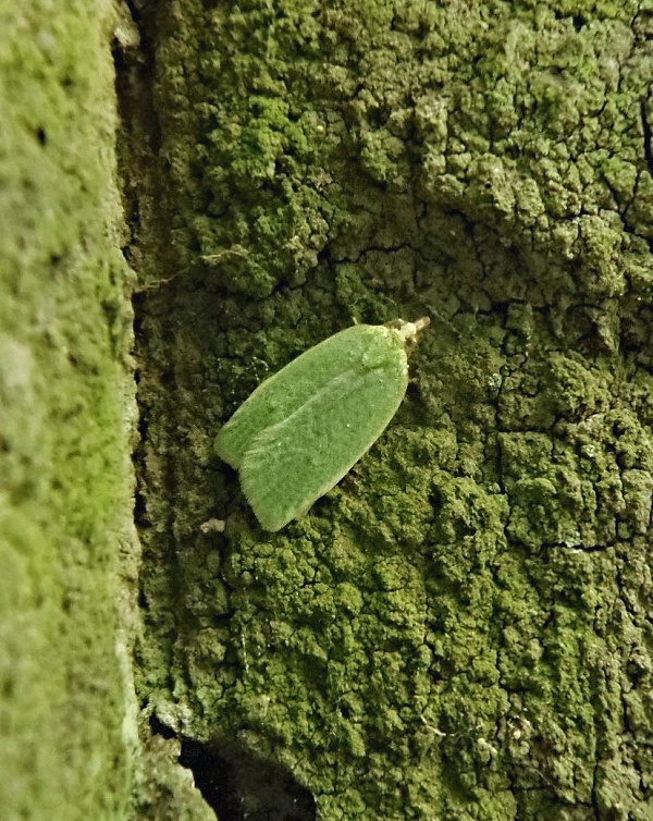 obaľovač zelený   /   obaleč dubový Tortrix viridana Linnaeus, 1758