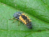 lienka východná - larva