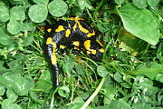 salamandra obyčajná