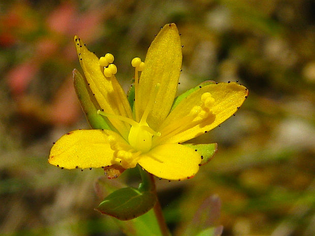 ľubovník rozprestretý Hypericum humifusum L.