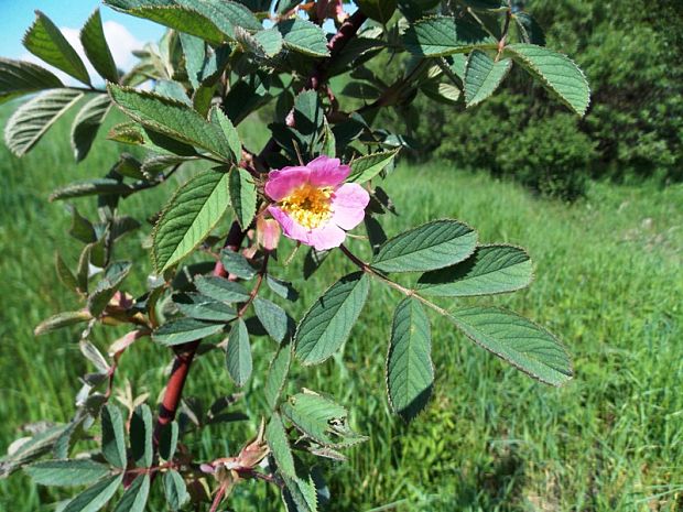 ruža jabĺčková Rosa villosa L.