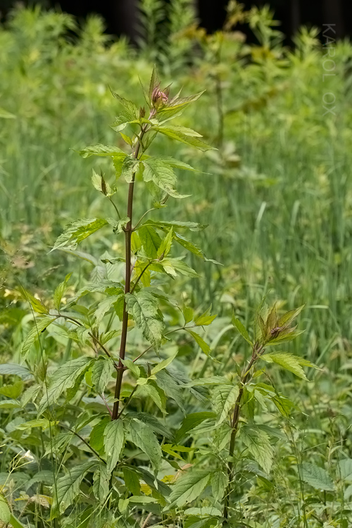 konopáč obyčajný Eupatorium cannabinum L.
