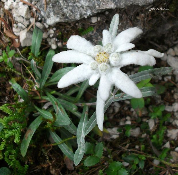 plesnivec alpínsky Leontopodium alpinum Cass.
