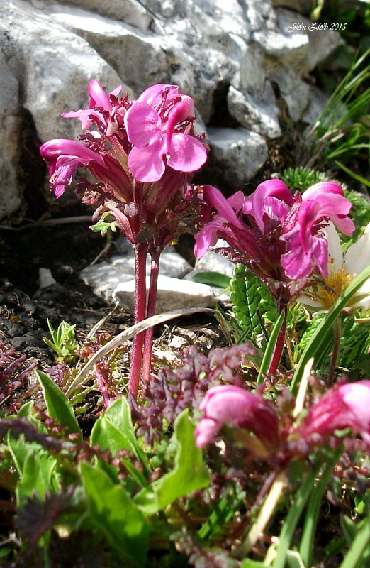 všivec Pedicularis rostratocapitata Crantz