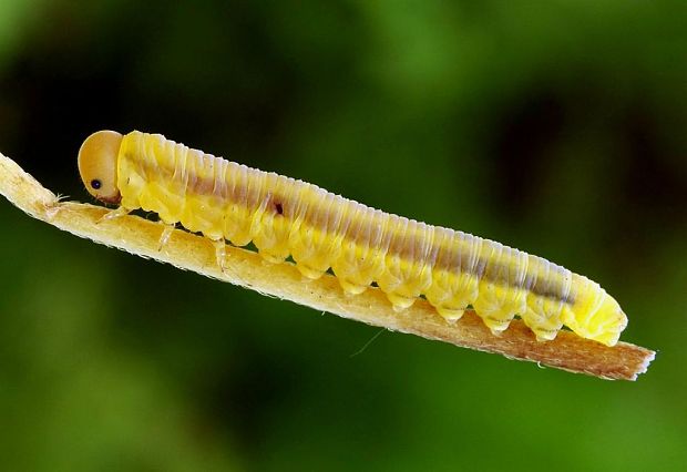 larva piliarky
