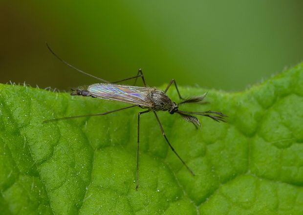 komár Ochlerotatus geniculatus