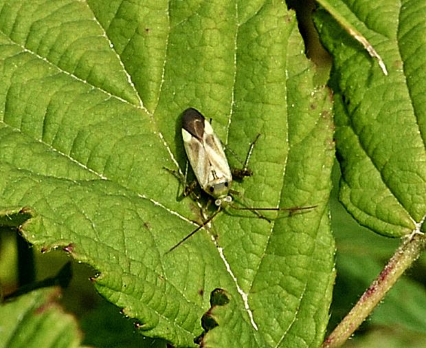 bzdôška lucernová Adelphocoris lineolatus (Heter., Miridae)