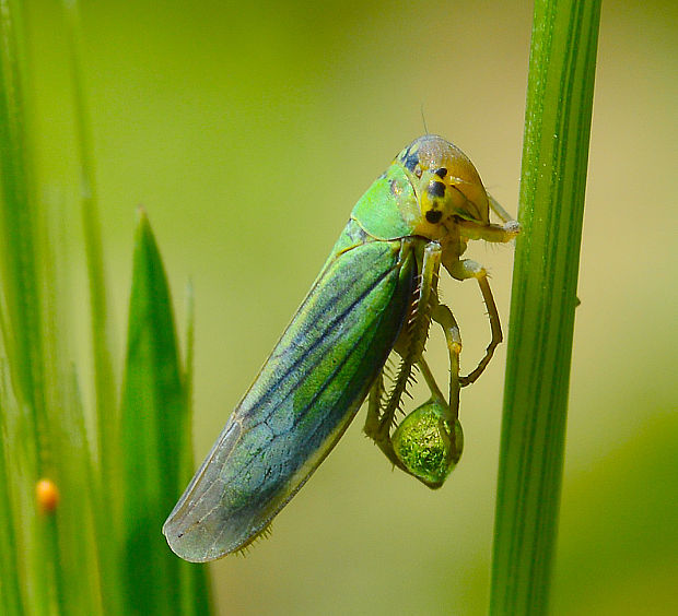 cikádka Cicadela viridis