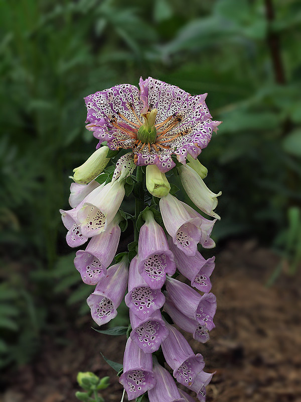 náprstník červený Digitalis purpurea L.