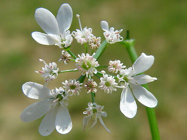 lúčovka veľkokvetá Orlaya grandiflora (L.) Hoffm.