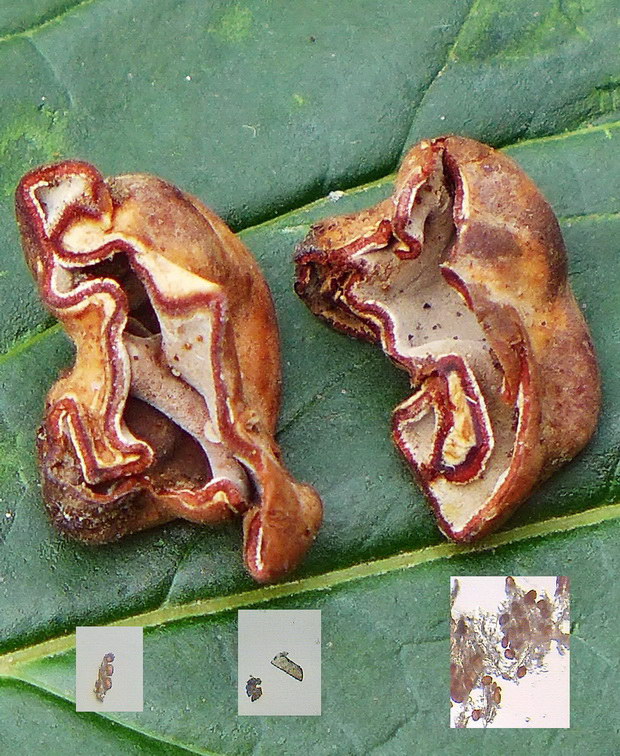 komôrkovka Hydnotrya cubispora (E.A. Bessey & B.E. Thomps.) Gilkey