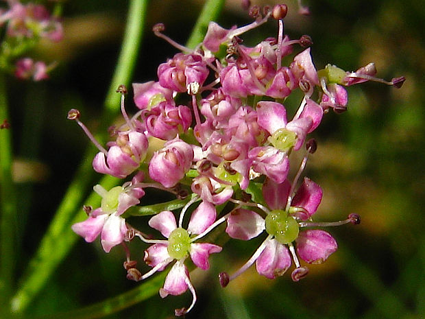 kôprovníček bezobalový Ligusticum mutellina (L.) Crantz