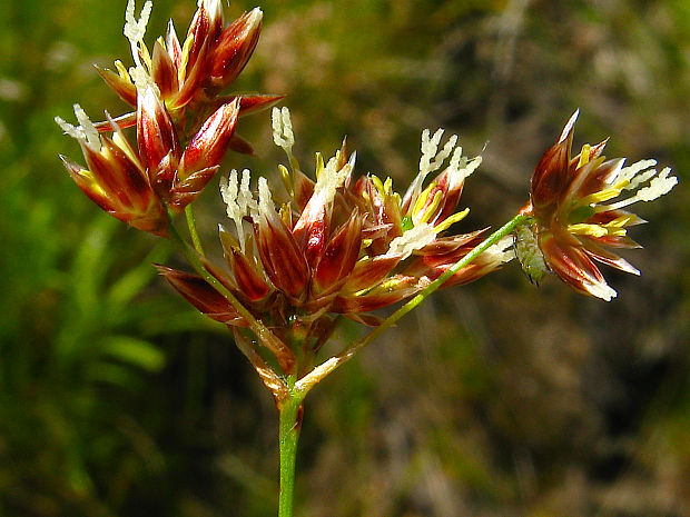 chlpaňa hájna medenočervená Luzula luzuloides subsp. rubella (Mert. et W. D. J. Koch) Holub