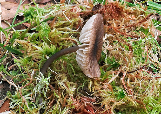 hodvábnica lúčovitá Entoloma cf. longistriatum (Peck) Noordel.