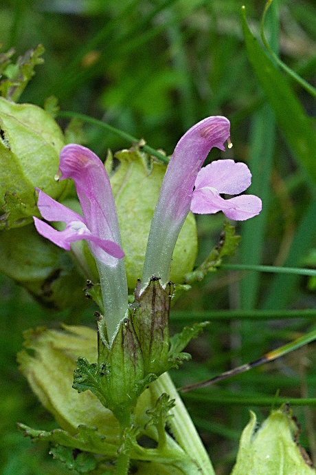 všivec lesný Pedicularis sylvatica L.