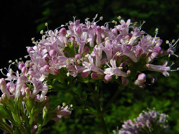 valeriána výbežkatá prechodná Valeriana excelsa subsp. transiens (E. Walther) Holub