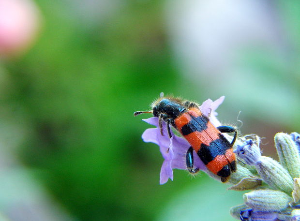 pestroš včelí Trichodes apiarius
