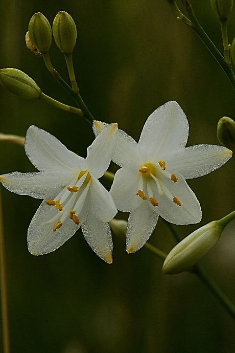 jagavka konáristá Anthericum ramosum L.