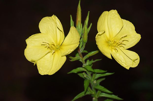 pupalka červenokališná Oenothera glazioviana M. Micheli