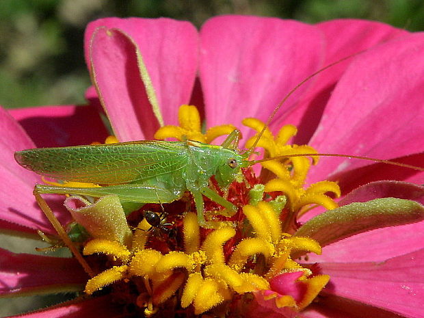 kobylka zelená - samec Tettigonia viridissima