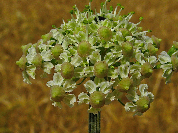 boľševník borščový žltokvetý Heracleum sphondylium subsp. glabrum (Huth) Holub
