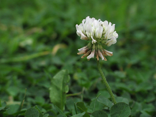 ďatelina plazivá Trifolium repens L.
