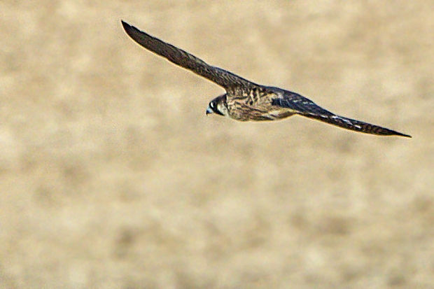 sokol sťahovavý  Falco peregrinus