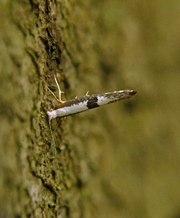priadzovček púčikový   /   molovka pupenová Argyresthia prunella