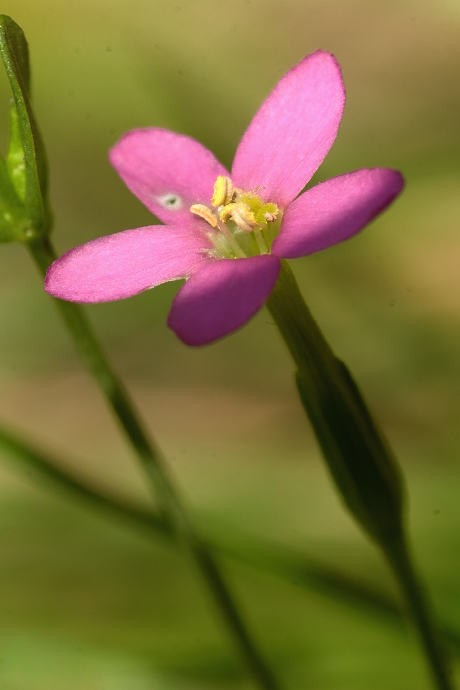 zemežlč spanilá Centaurium pulchellum (Sw.) Druce