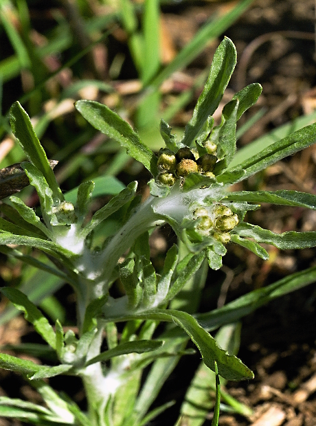 bielolístok barinný Filaginella uliginosa (L.) Opiz