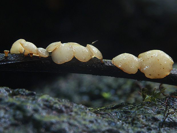 čiašočka Hymenoscyphus sp.