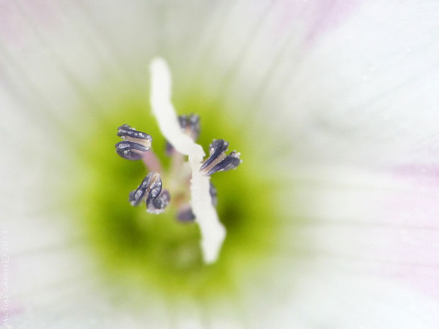 pupenec roľný - detail kvetu Convolvulus arvensis L.