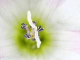 pupenec roľný - detail kvetu