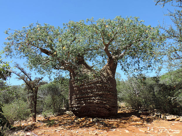 baobab Adansonia rubrostipa Jumelle et H. Perrier, 1909