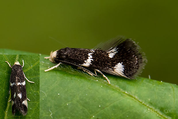 trávovček bieločelový Elachista albifrontella