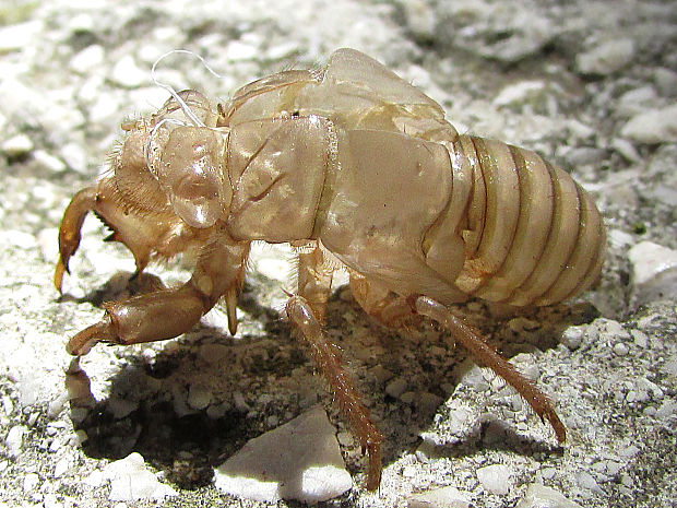 cikáda Cicada orni