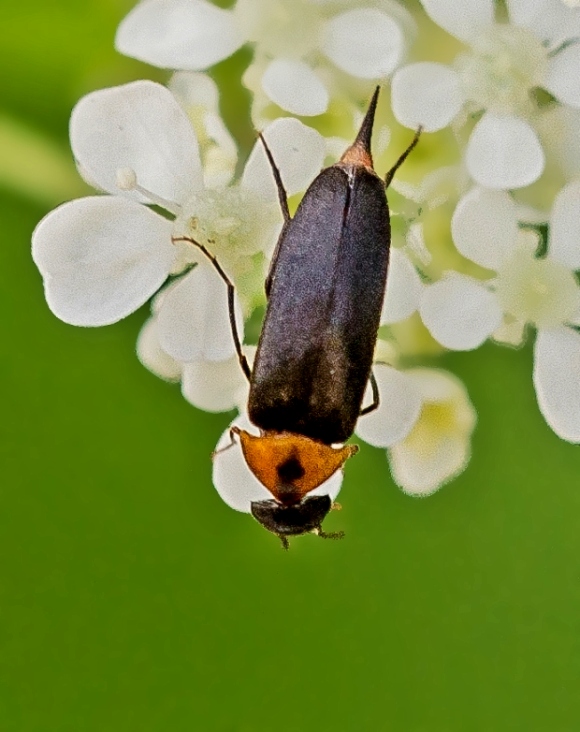 hrotár Mordellochroa abdominalis