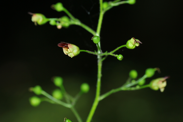 krtičník hľuznatý Scrophularia nodosa L.