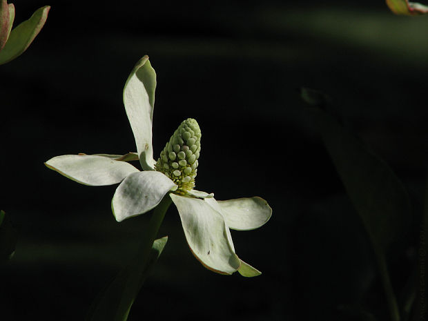 mansa kalifornská (cz) Anemopsis californica