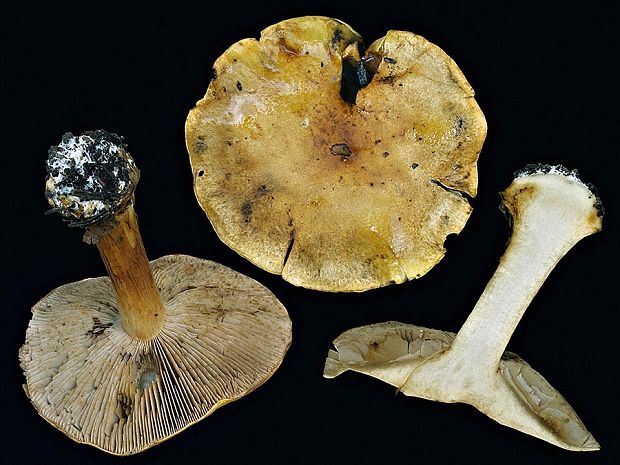 pavučinovec smrekový Cortinarius piceae Frøslev, T.S. Jeppesen & Brandrud