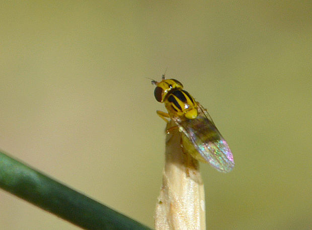 zelenuška  Chlorops sp. (Dipt., Chloropidae).
